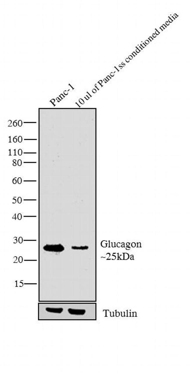 Glucagon Antibody in Western Blot (WB)