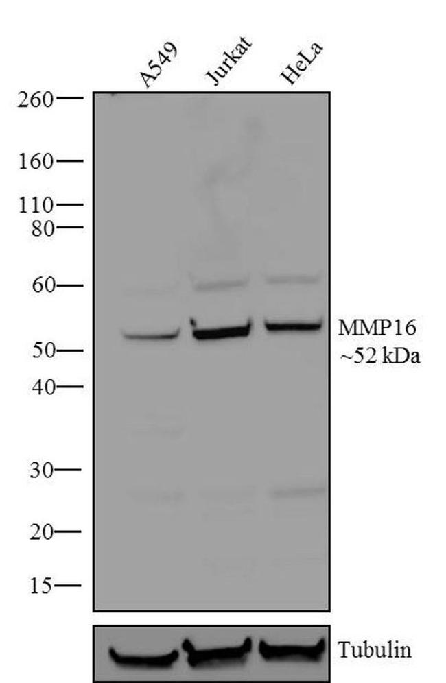 MMP16 Antibody in Western Blot (WB)