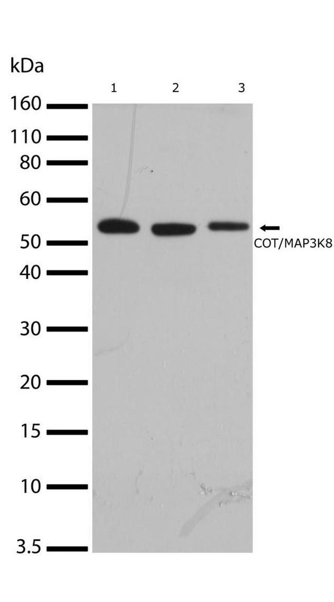 TPL2 Antibody in Western Blot (WB)