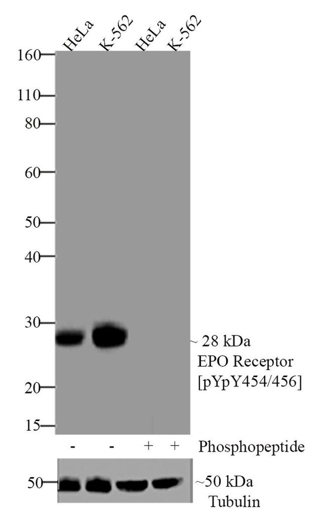 Phospho-EpoR (Tyr454, Tyr456) Antibody in Western Blot (WB)