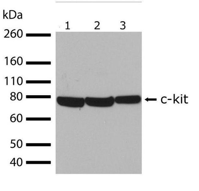 c-Kit Antibody in Western Blot (WB)