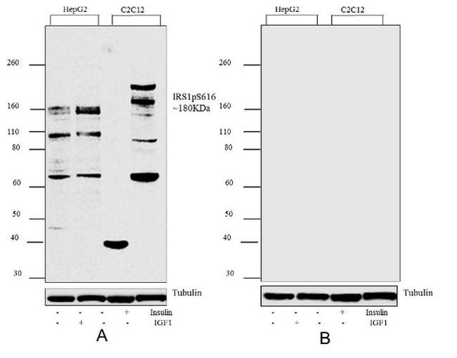 Phospho-IRS1 (Ser616) Antibody in Western Blot (WB)