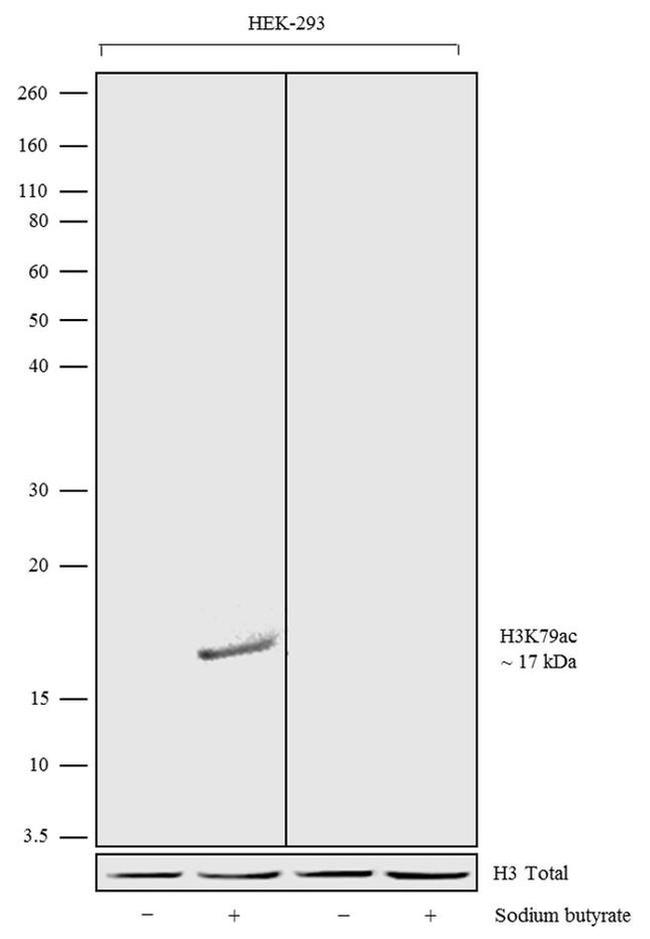 H3K79ac Antibody in Western Blot (WB)