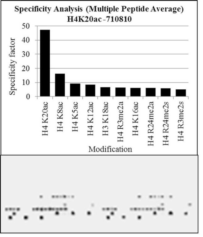 H4K20ac Antibody in Peptide array (ARRAY)