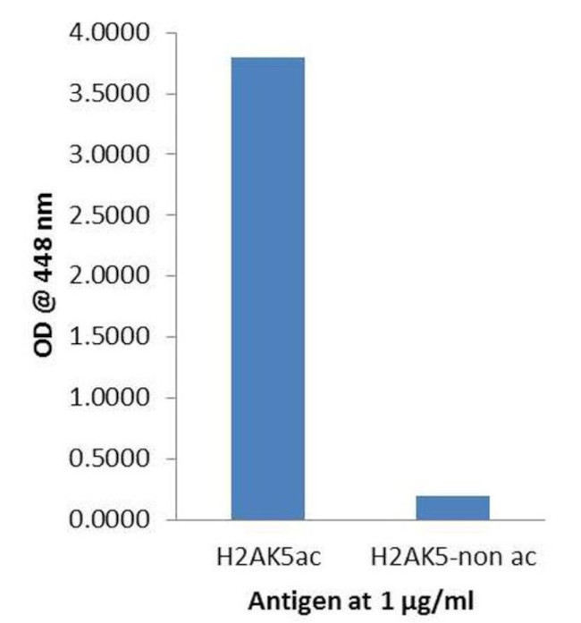 H2AK5ac Antibody in ELISA (ELISA)