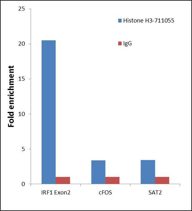 Histone H3 Antibody in ChIP Assay (ChIP)