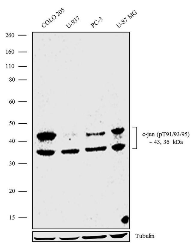 Phospho-c-Jun (Thr91, Thr93, Thr95) Antibody in Western Blot (WB)
