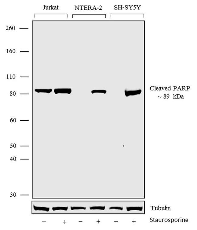 PARP1 Antibody in Western Blot (WB)