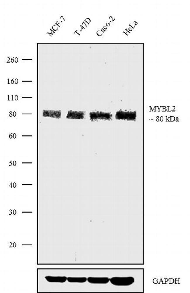 B-Myb Antibody in Western Blot (WB)