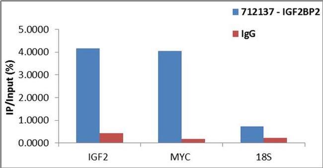 IGF2BP2 Antibody in RNA Immunoprecipitation (RIP)