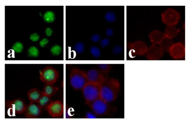 Phospho-NFkB p65 (Ser536) Antibody in Immunocytochemistry (ICC/IF)