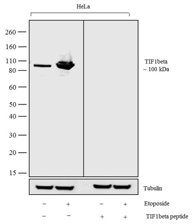 TRIM28 Antibody