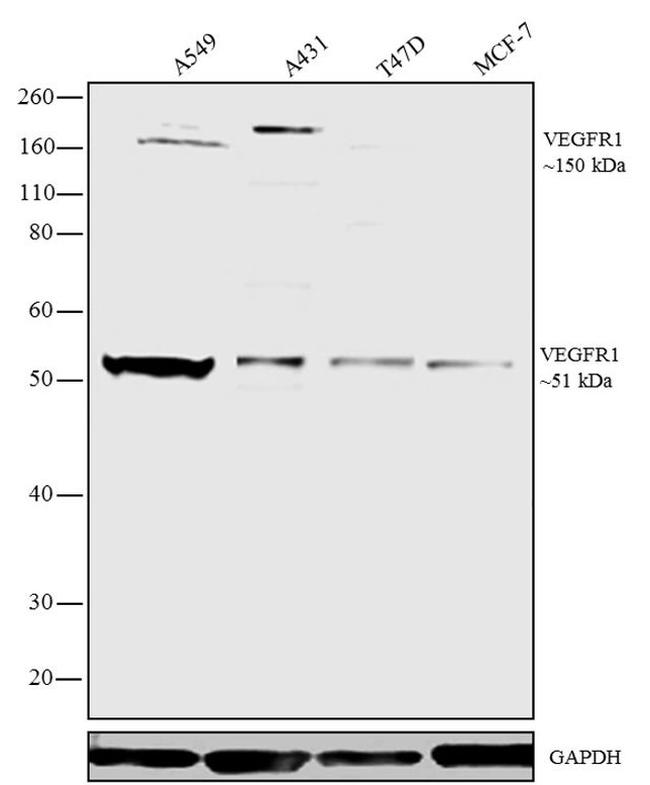VEGF Receptor 1 Antibody in Western Blot (WB)