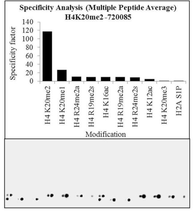 H4K20me2 Antibody in Peptide array (ARRAY)