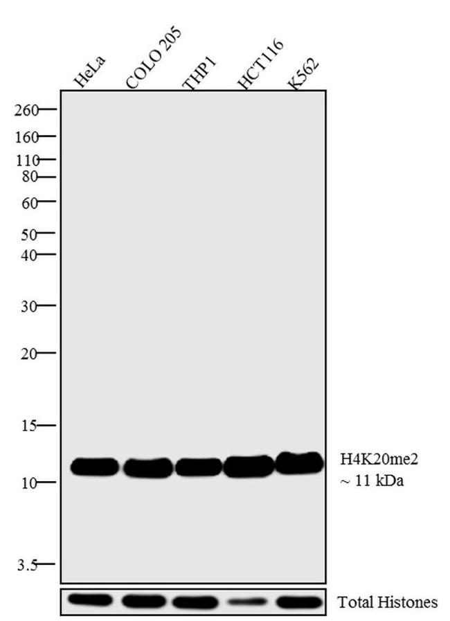 H4K20me2 Antibody in Western Blot (WB)