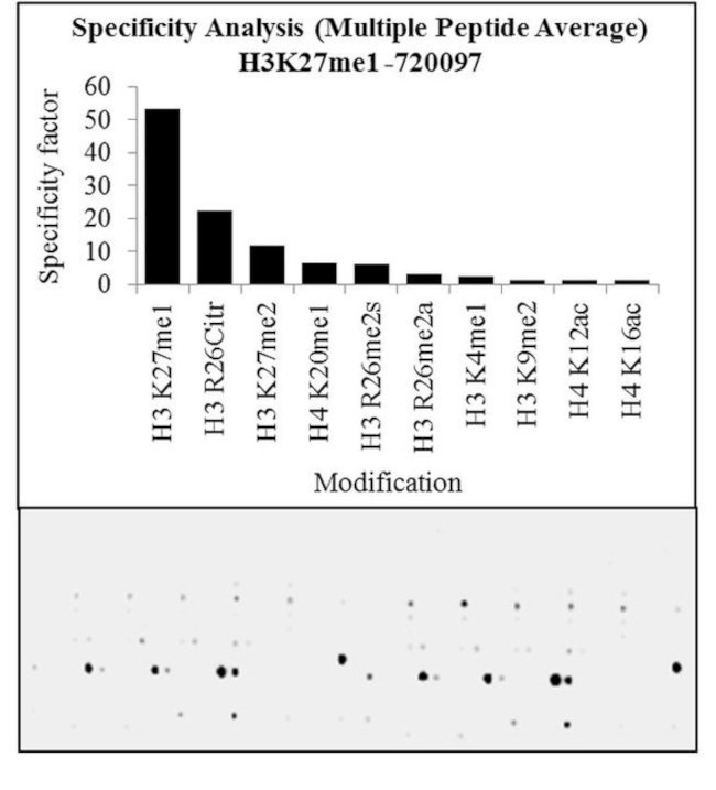 H3K27me1 Antibody in Peptide array (ARRAY)