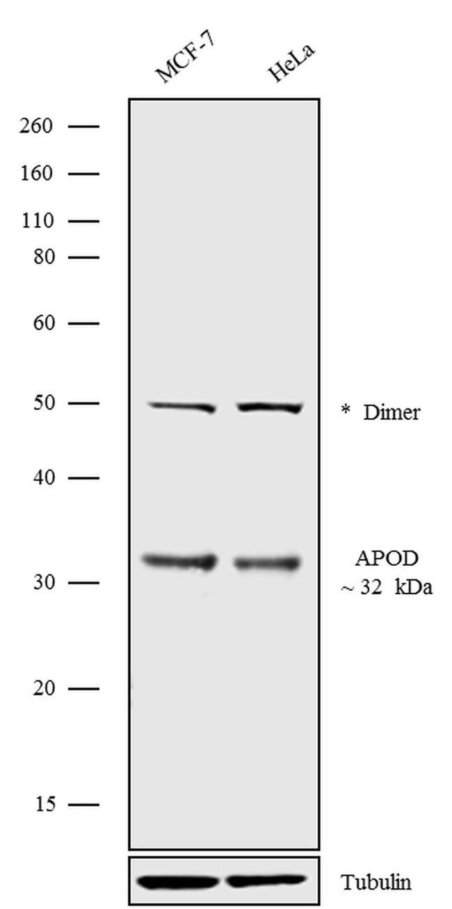 Apolipoprotein D Antibody in Western Blot (WB)
