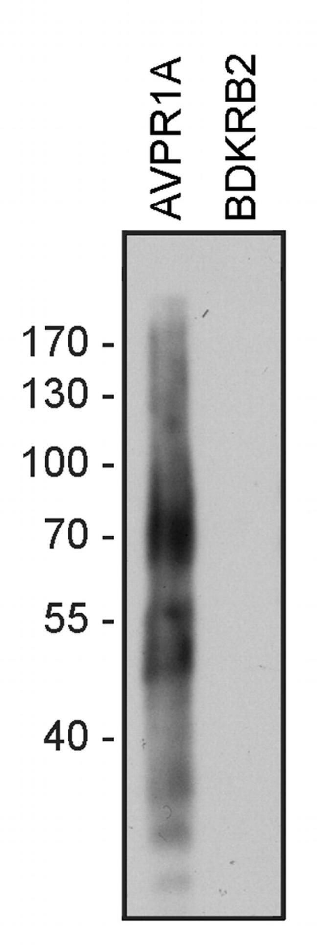 AVPR1A Antibody in Western Blot (WB)