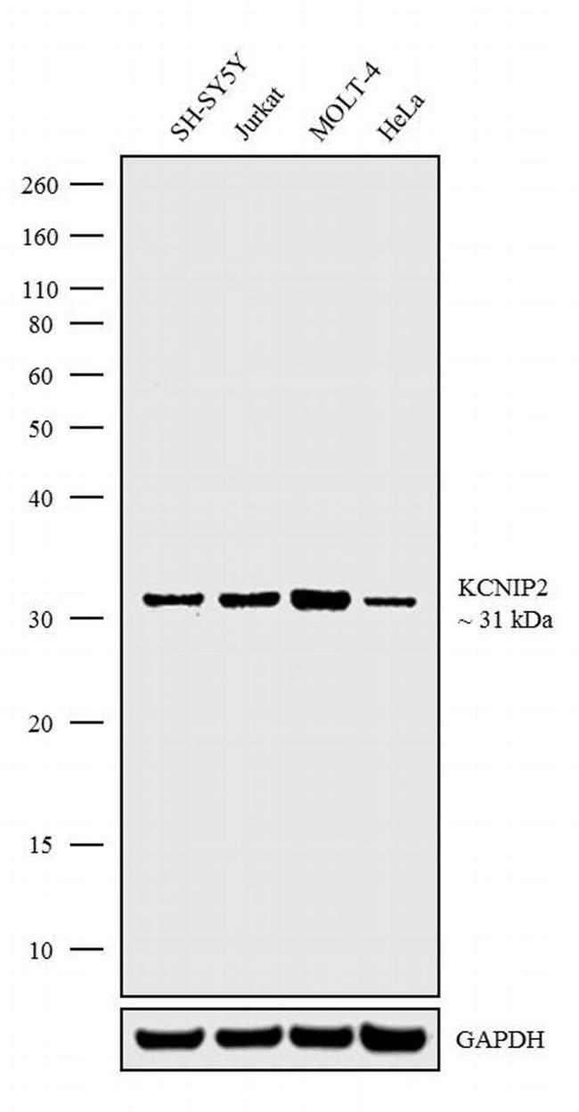 KChIP2 Antibody in Western Blot (WB)