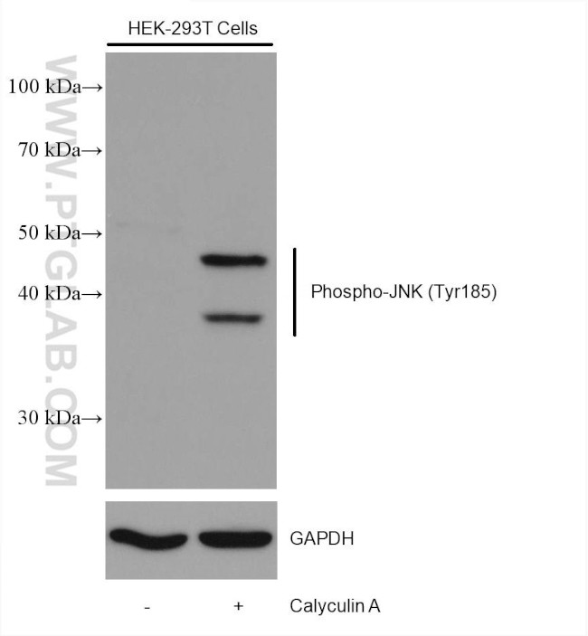 Phospho-JNK (Tyr185) Antibody in Western Blot (WB)