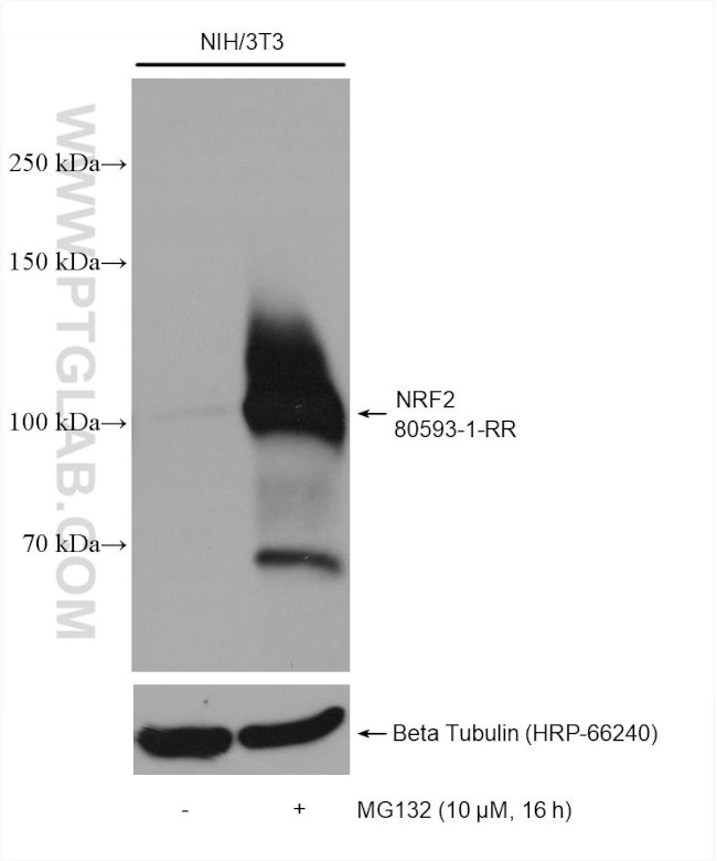 NRF2, NFE2L2 Antibody in Western Blot (WB)