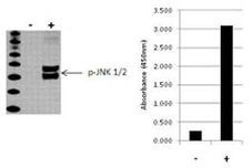 JNK1/JNK2 (Phospho) [pT183/pY185] Multispecies InstantOne™ ELISA Kit