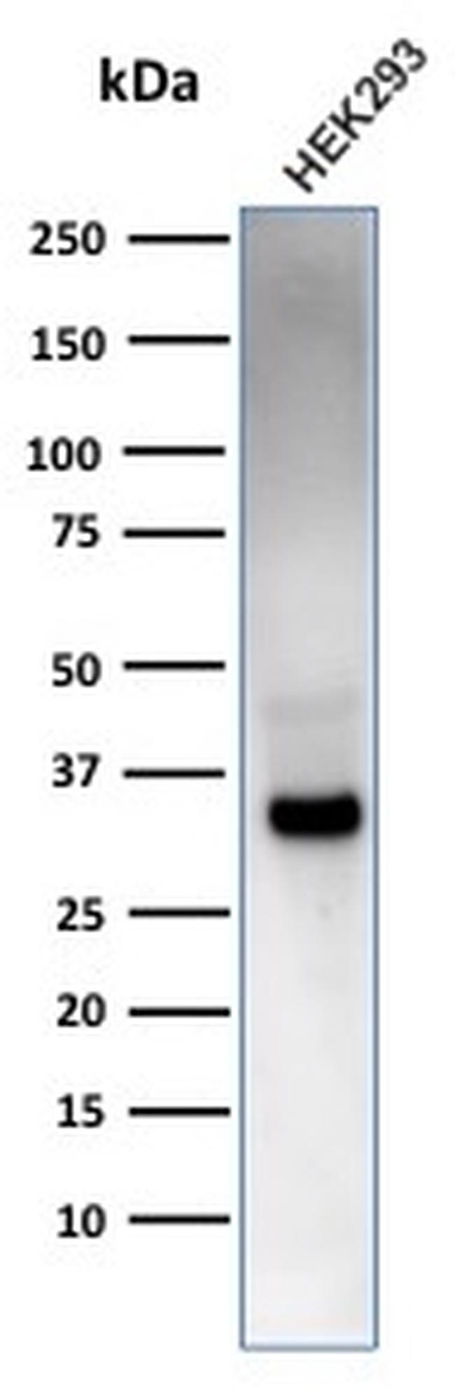 RCAS1/Estrogen Receptor Binding Site Associated, Antigen 9 Antibody in Western Blot (WB)