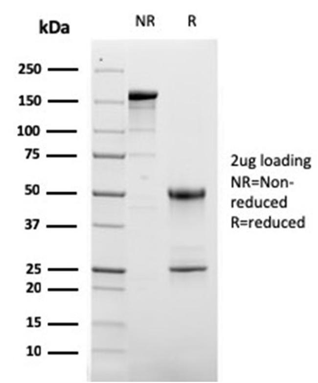 CD63 Antibody in SDS-PAGE (SDS-PAGE)