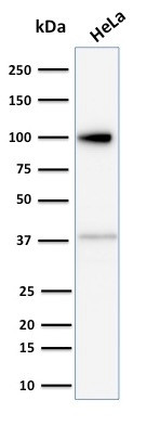 Major Vault Protein (MVP) Antibody in Western Blot (WB)