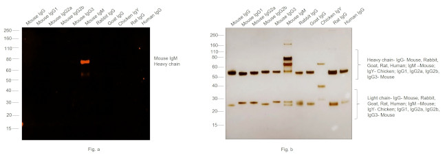Mouse IgM (Heavy chain) Cross-Adsorbed Secondary Antibody
