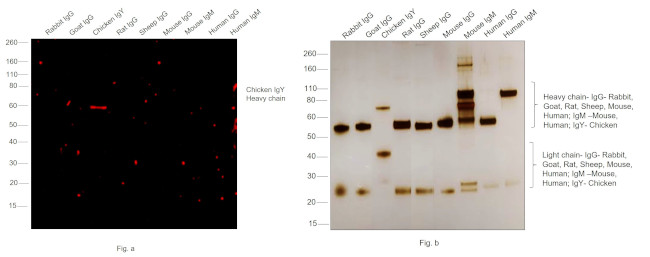 Chicken IgY (H+L) Cross-Adsorbed Secondary Antibody