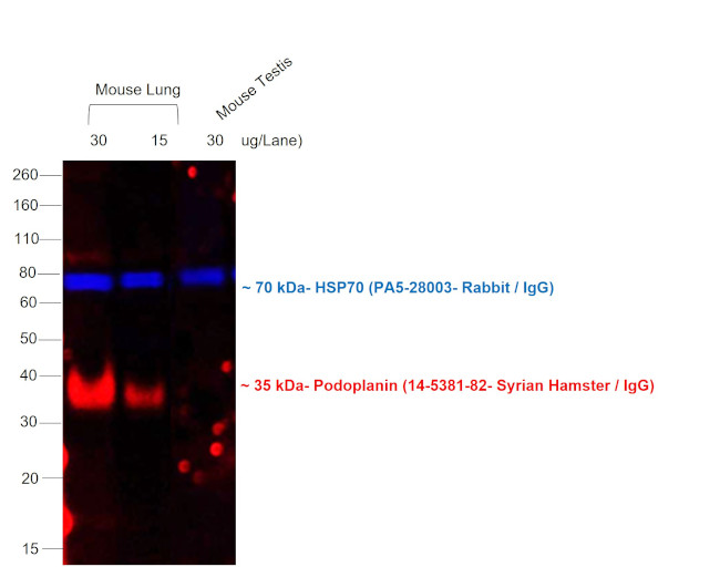Syrian Hamster IgG (H+L) Cross-Adsorbed Secondary Antibody in Western Blot (WB)