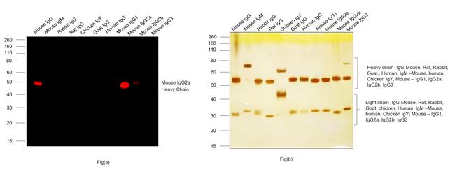 Mouse IgG2a Cross-Adsorbed Secondary Antibody in Western Blot (WB)