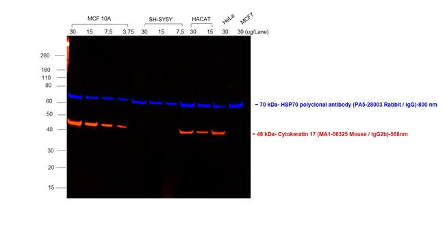 Mouse IgG2b Cross-Adsorbed Secondary Antibody in Western Blot (WB)