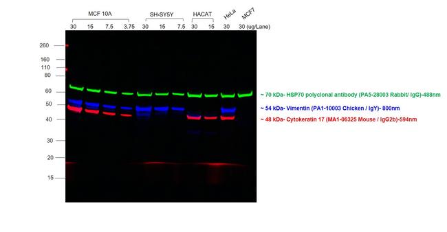 Mouse IgG2b Cross-Adsorbed Secondary Antibody in Western Blot (WB)