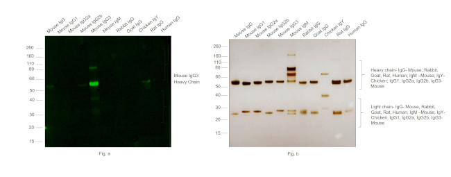 Mouse IgG3 Cross-Adsorbed Secondary Antibody in Western Blot (WB)