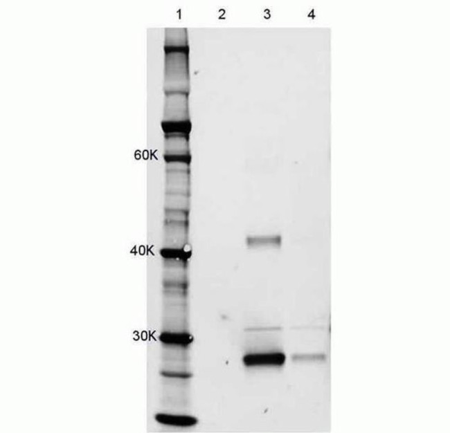 Rat IgG (H+L) Cross-Adsorbed Secondary Antibody in Immunoprecipitation (IP)