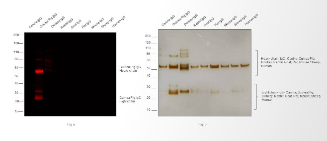 Guinea Pig IgG (H+L) Highly Cross-Adsorbed Secondary Antibody in Western Blot (WB)