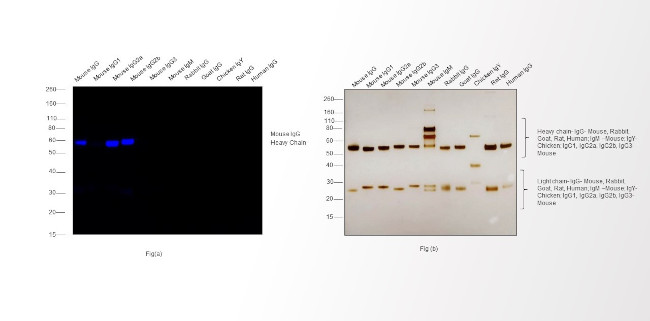 Mouse IgG (H+L) Highly Cross-Adsorbed Secondary Antibody in Western Blot (WB)