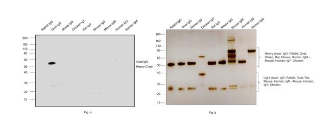 Goat IgG (H+L) Cross-Adsorbed Secondary Antibody in Western Blot (WB)
