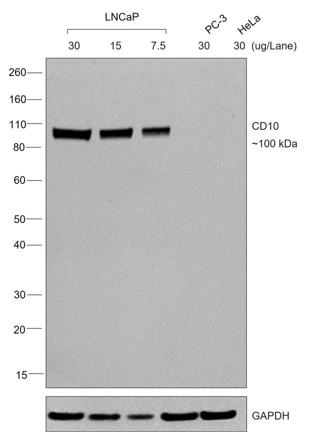 Goat IgG (H+L) Secondary Antibody in Western Blot (WB)