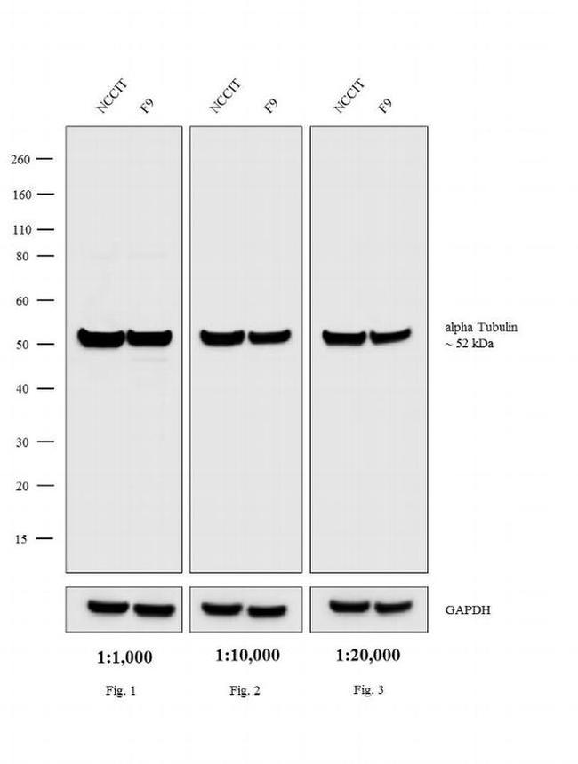 Rat IgG (H+L) Cross-Adsorbed Secondary Antibody in Western Blot (WB)