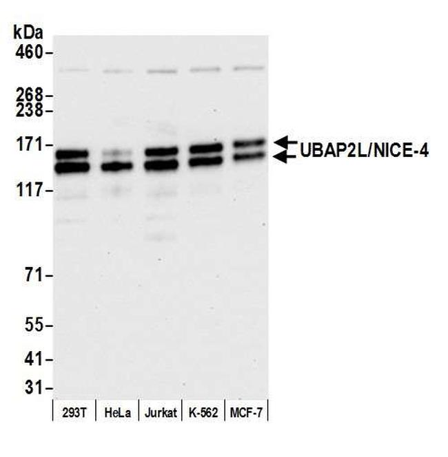UBAP2L/NICE4 Antibody in Western Blot (WB)
