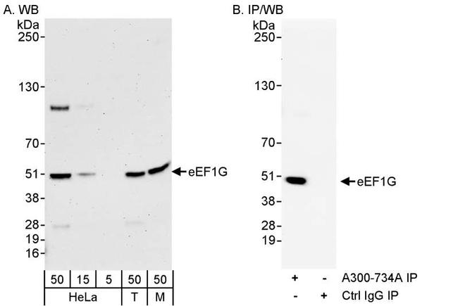eEF1G Antibody in Western Blot (WB)