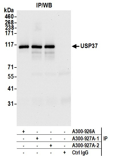 USP37 Antibody in Immunoprecipitation (IP)