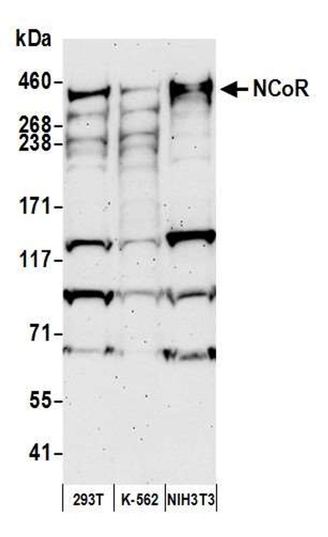 NCoR Antibody in Western Blot (WB)