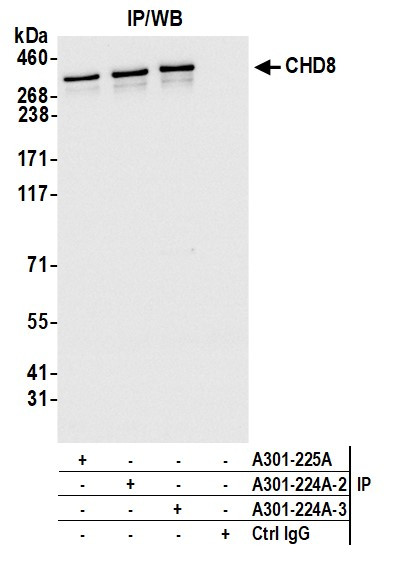 CHD8 Antibody in Immunoprecipitation (IP)