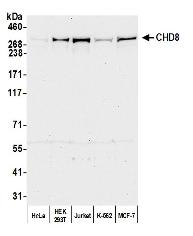 CHD8 Antibody in Western Blot (WB)