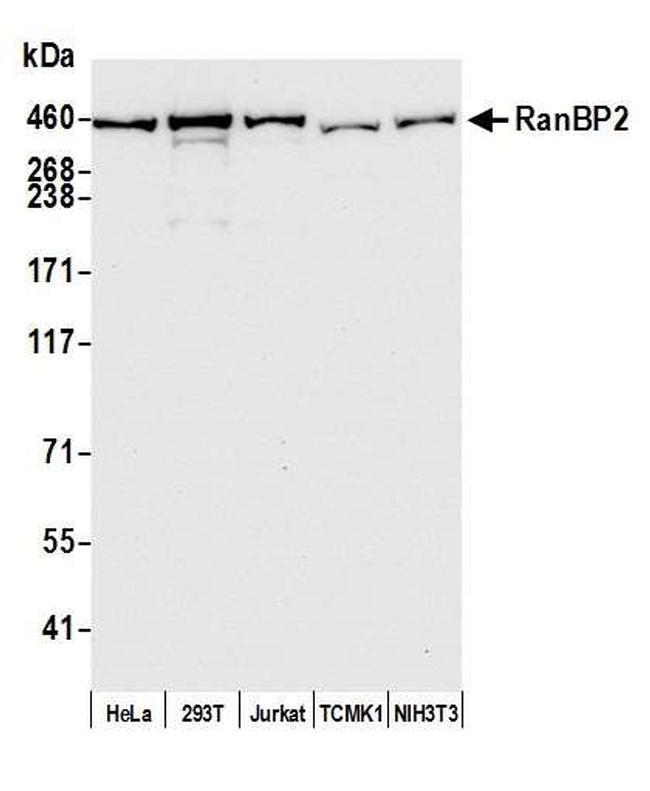 RanBP2 Antibody in Western Blot (WB)