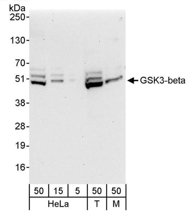 GSK3-beta Antibody in Western Blot (WB)
